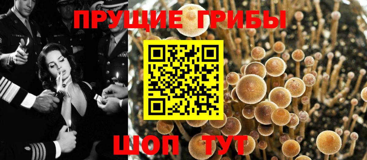 Рубцовск  Галлюциногенные грибы Cubensis  Вход с VPN 